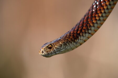 Know the Poisonous Snakes on Your Property Image